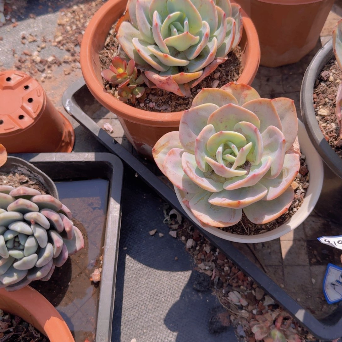 9199白凤5棵凡艺多肉