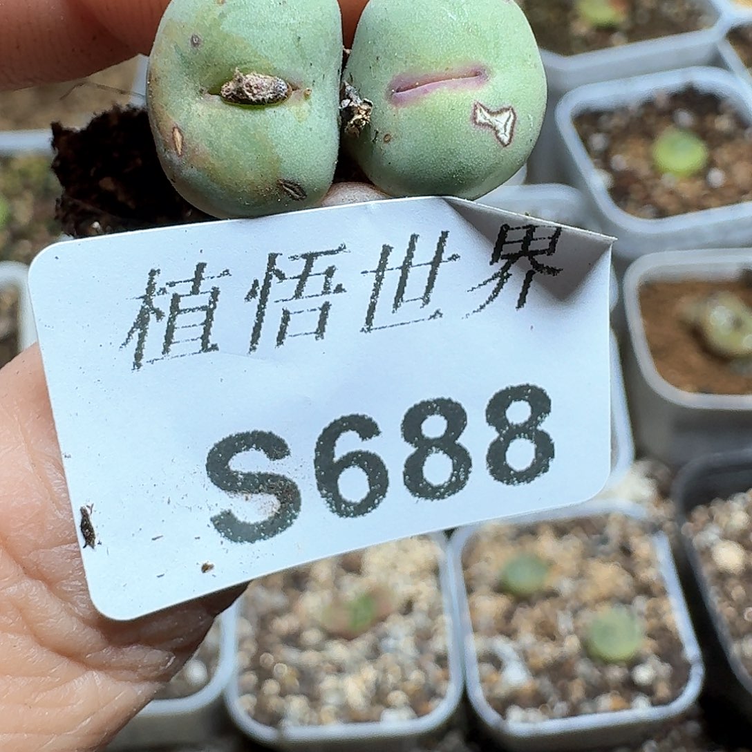 688号多肉植物哇c g