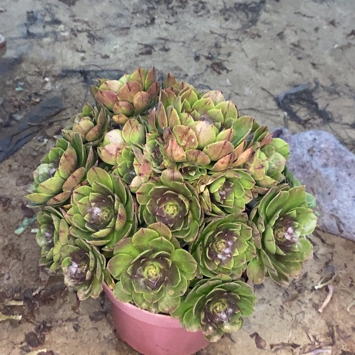 万拉丝多肉植物5。 