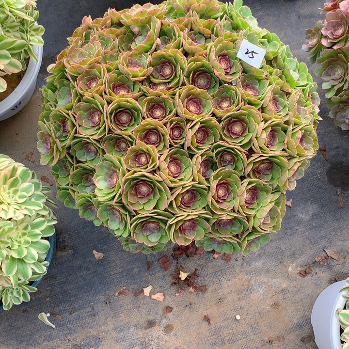 硬**球25红心沙拉碗丛林朵朵多肉