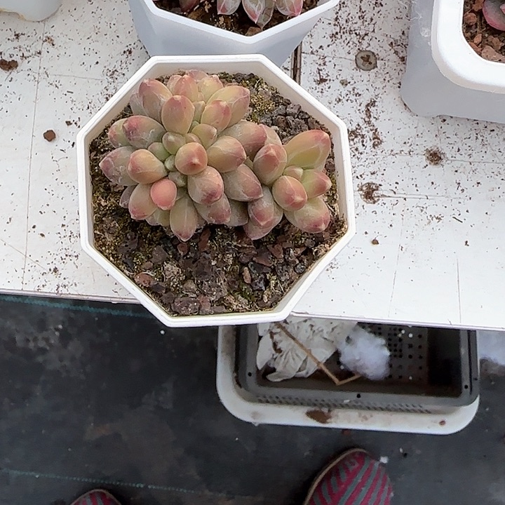 青蛙王子儿童牙膏1111