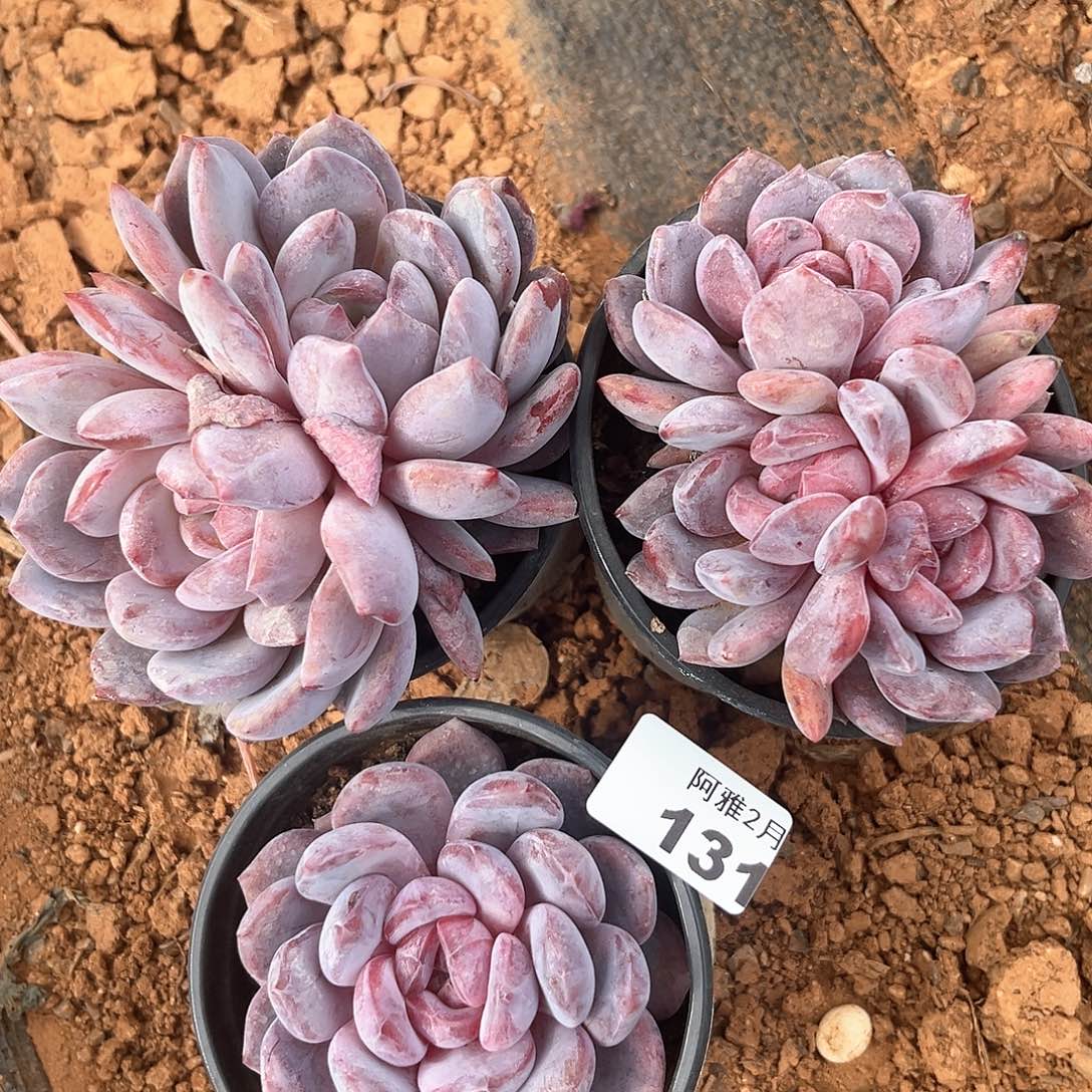 阿雅园艺。    131