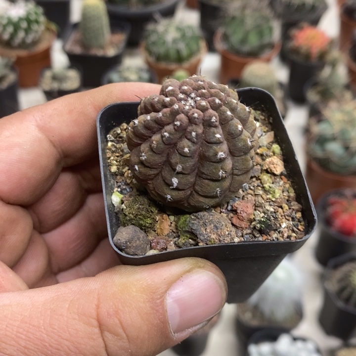 蜥蜴皮特价福利包邮