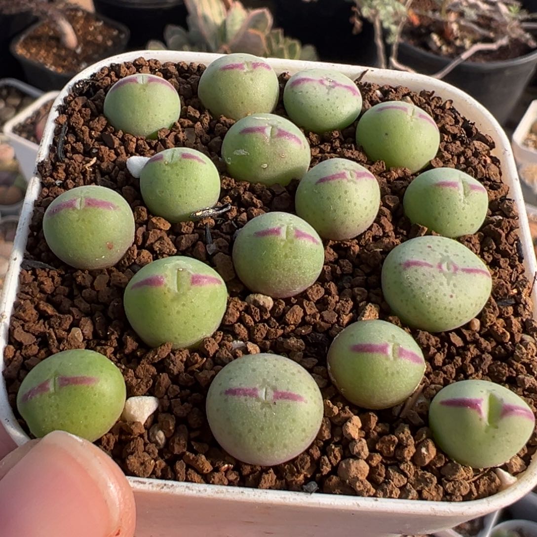 052多肉植物种类多样