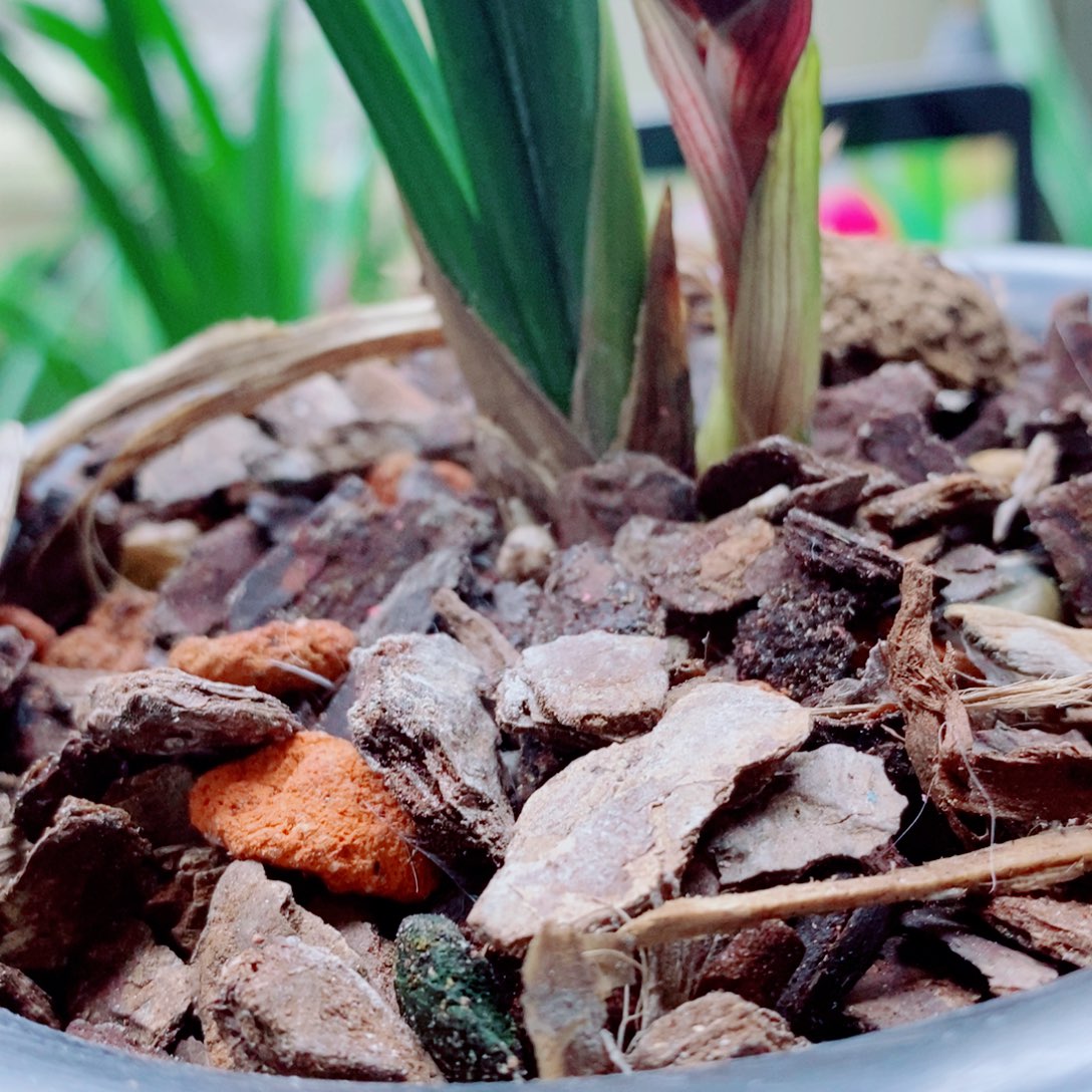 大部分花苞少量开放