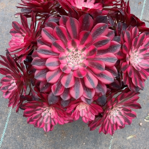 多肉植物铜壶白锦。