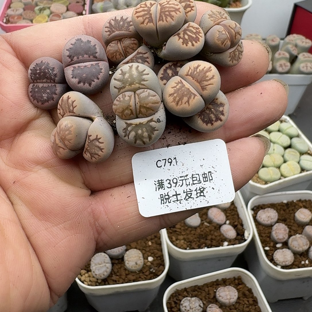 真****781多肉哈哈哈哈哈哈