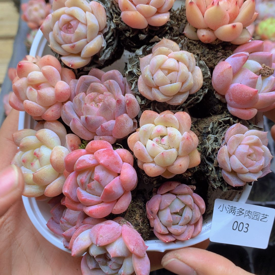 我要去看你了啊我要看了003