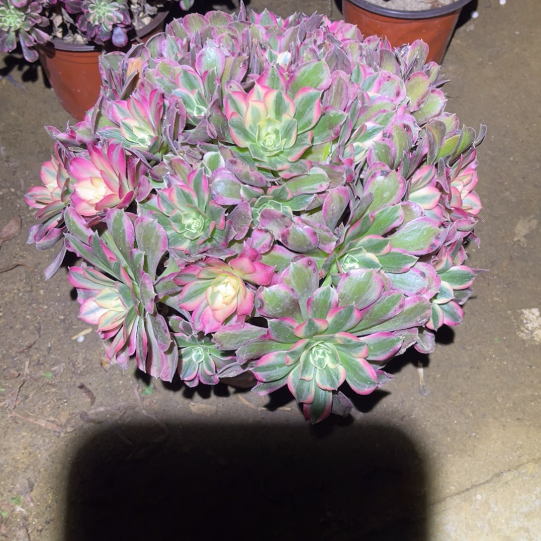 12-19-77男神法师锦