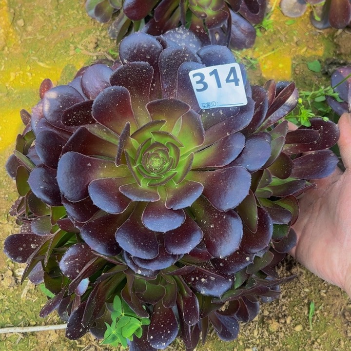 荷兰玫瑰多肉植物314
