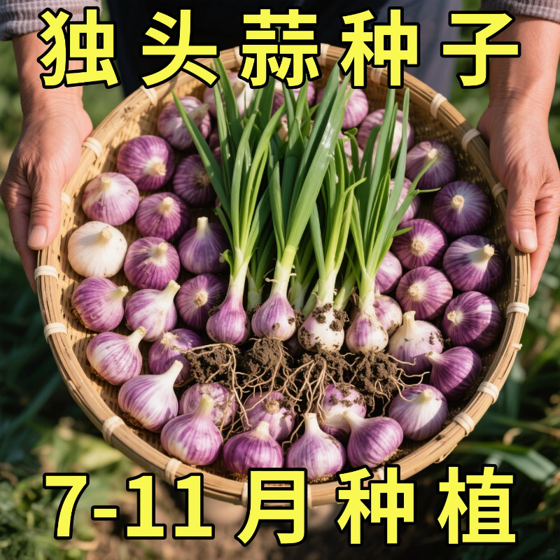 独头蒜种子紫皮农家菜种子秋冬季种植蔬菜盆栽圆葱头蔬菜种子