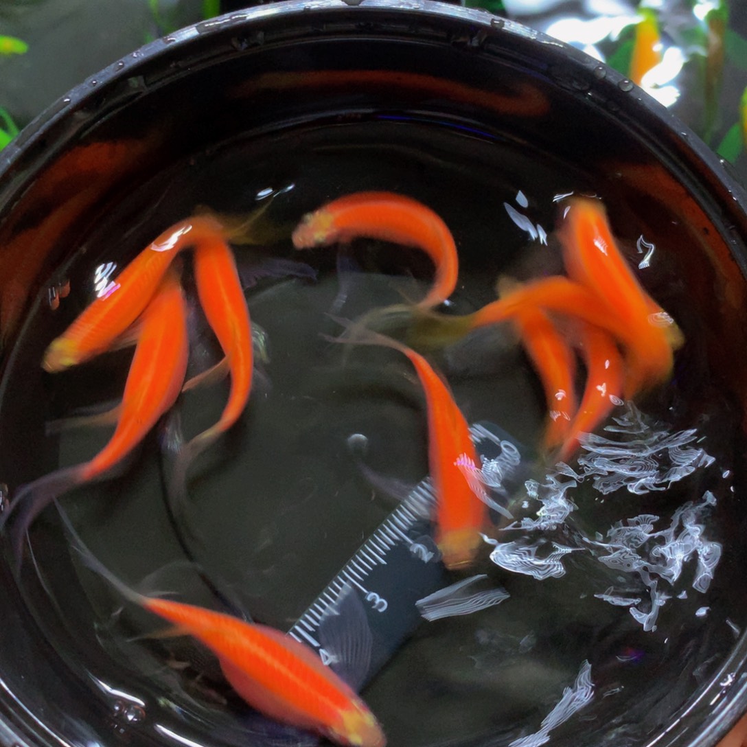 斑马鱼大号红仙蝶翼斑马（4/5厘米）