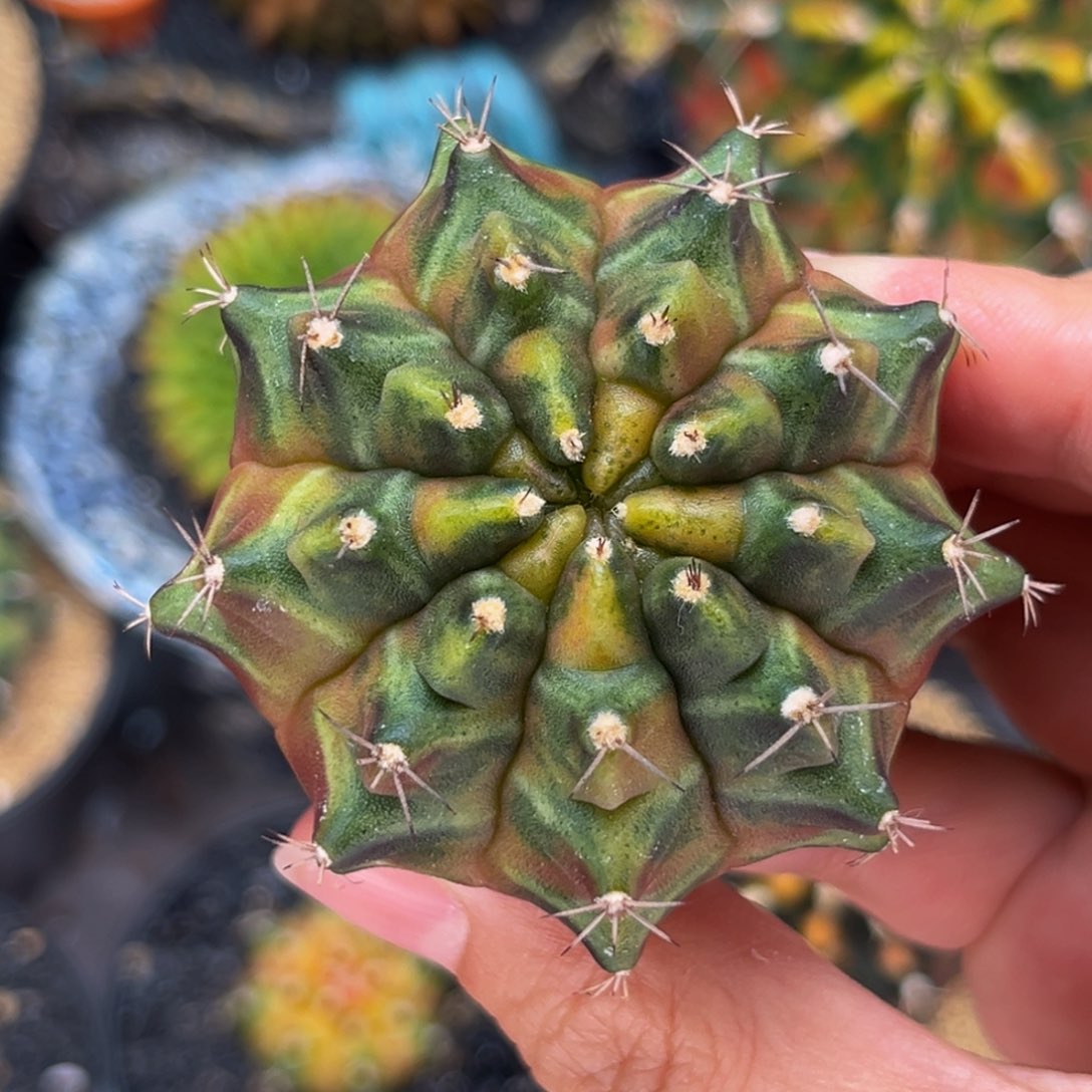 乌贼b 米哈仙人球