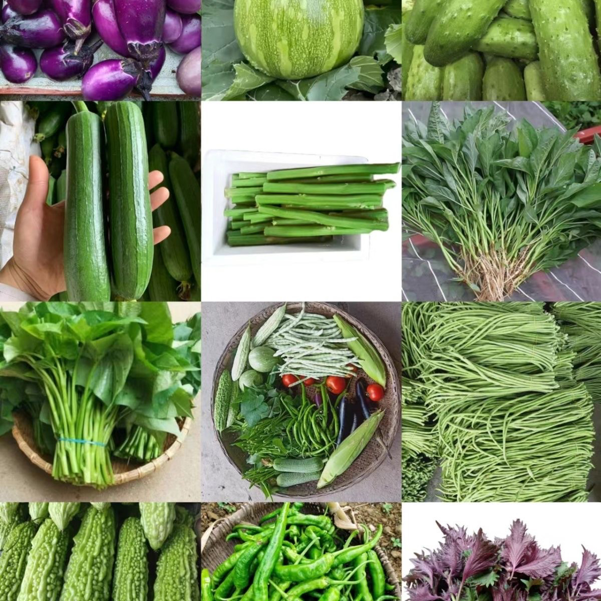 本地当季时令蔬菜500g