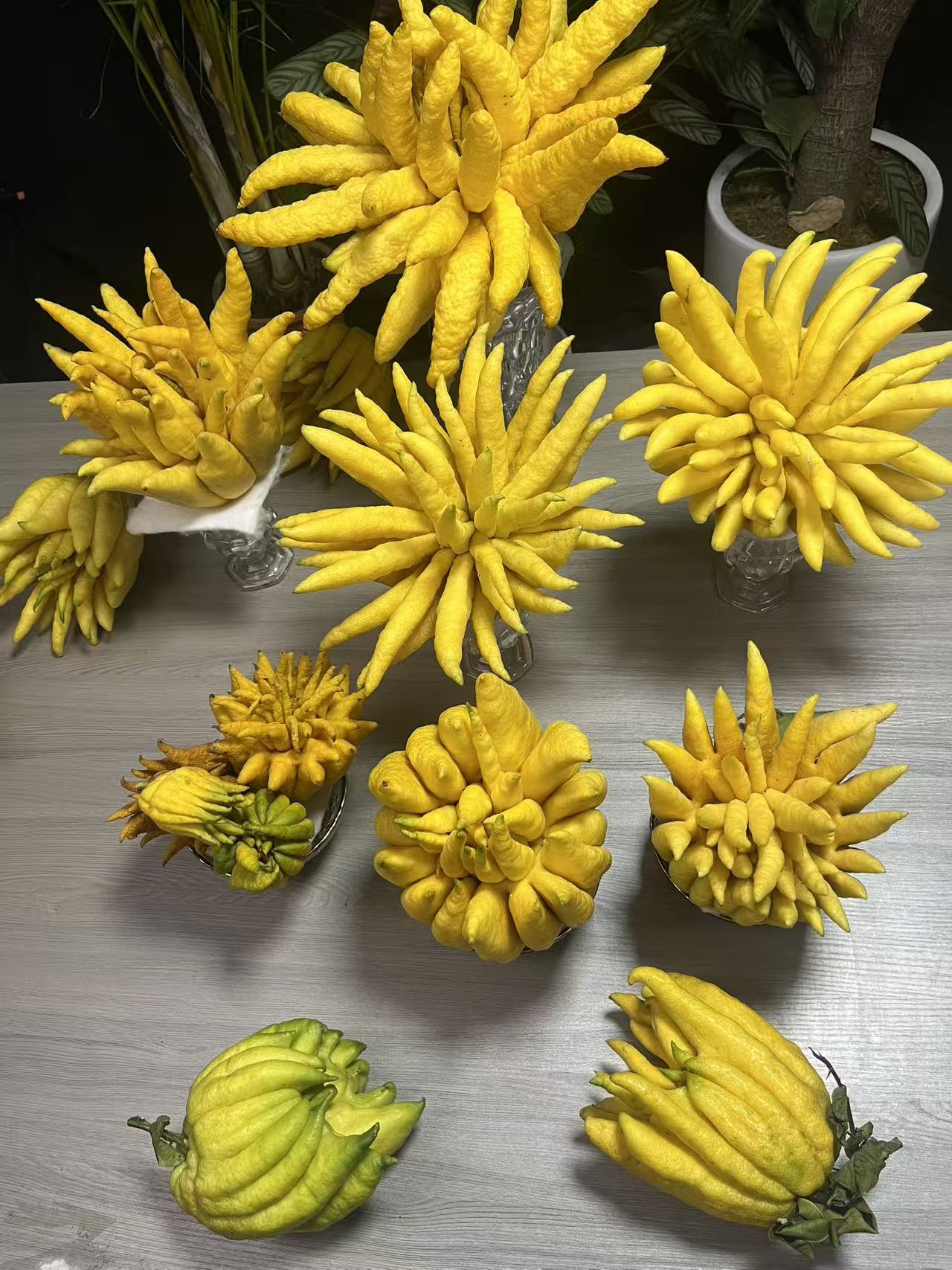 （精品佛手指定特大果）创意香薰 摆件 可食用植物新鲜采摘室内花材