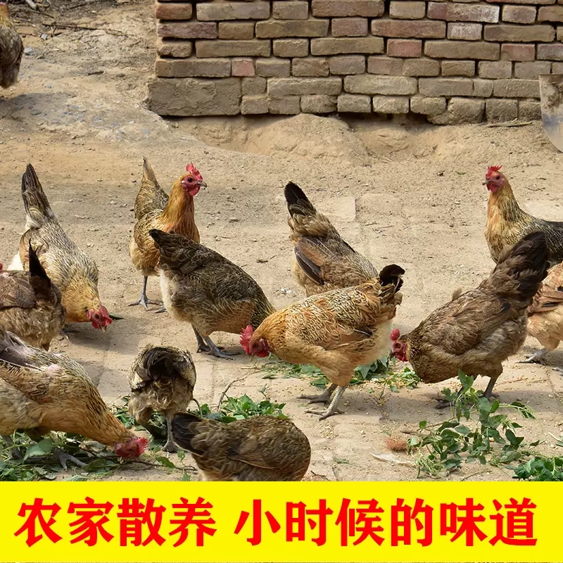 黄油老母鸡4只走地鸡月子鸡溜达鸡跑山鸡农家散养土鸡