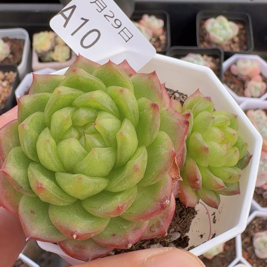 灯泡珍妮双头一颗脱土
