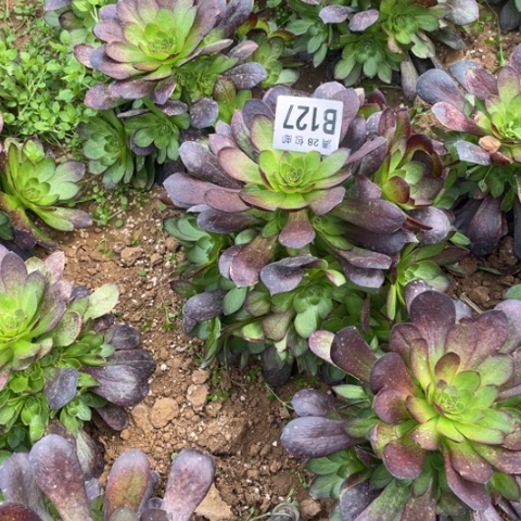 127黑寡妇不包断枝