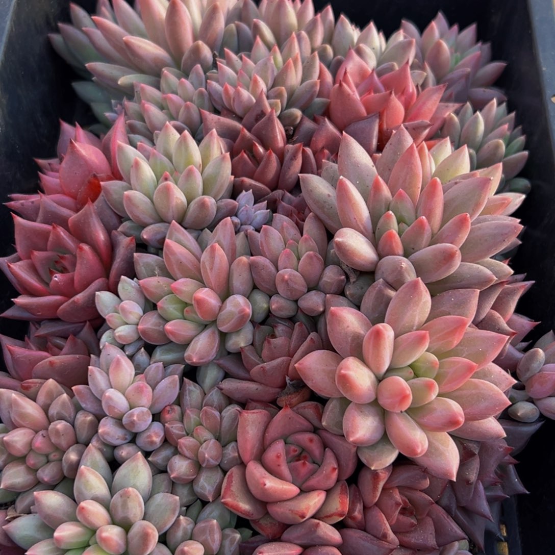 492多肉葡萄的味道是真的