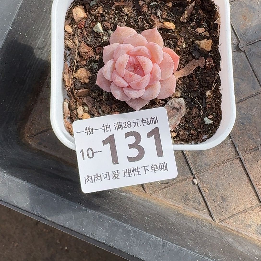 良辰无盆无发货无