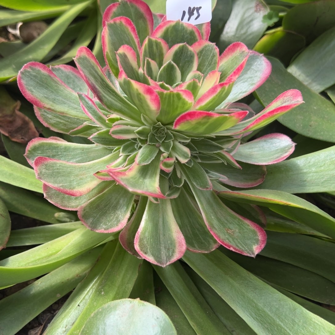 145粉玉芙绒多肉嘻嘻嘻