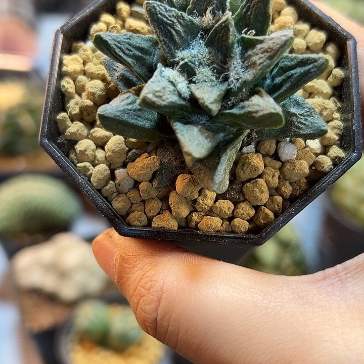 16号自根龙角牡丹4.8公分