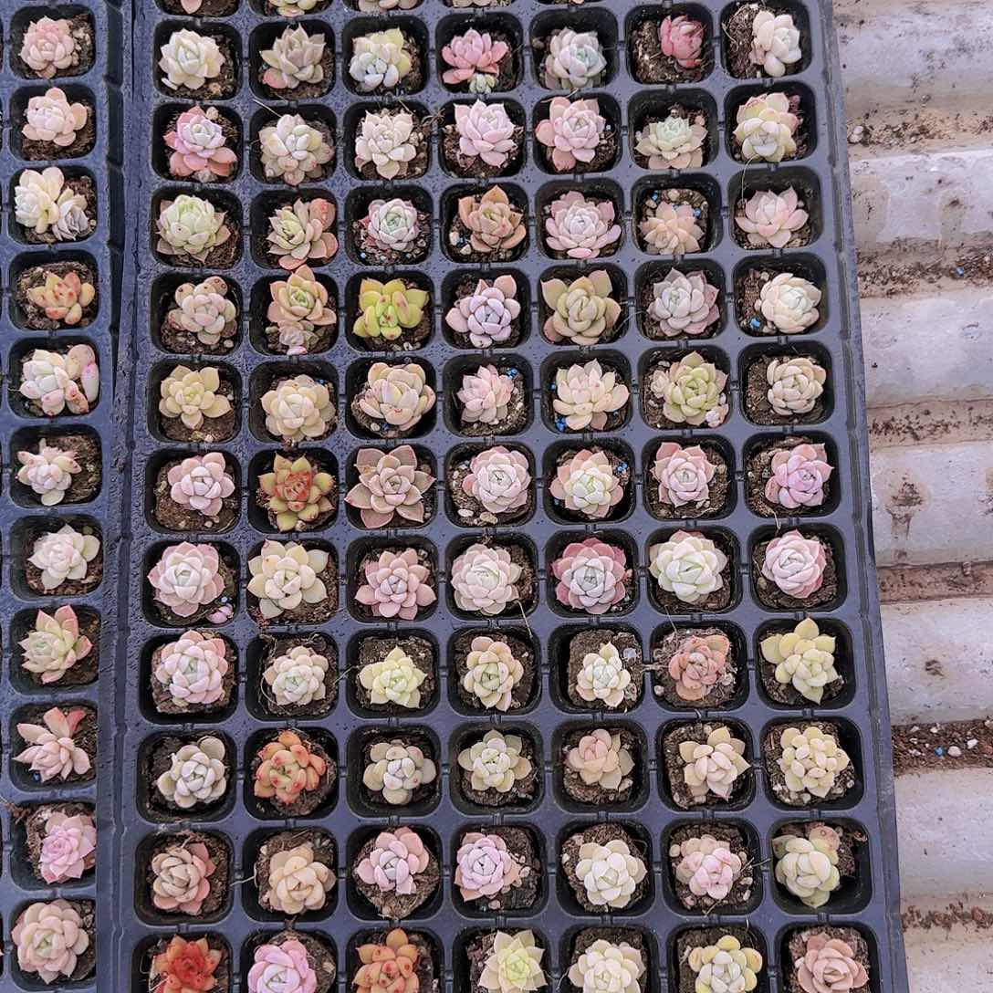 直播一物一拍多肉69