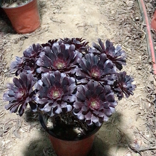 一***米黑铜法师000000022