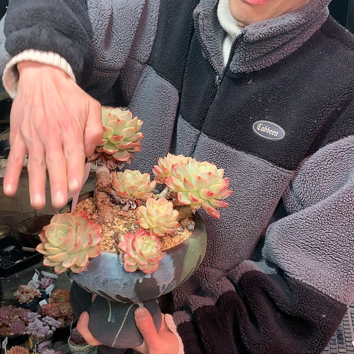 仙****）604X哈密瓜带盆价