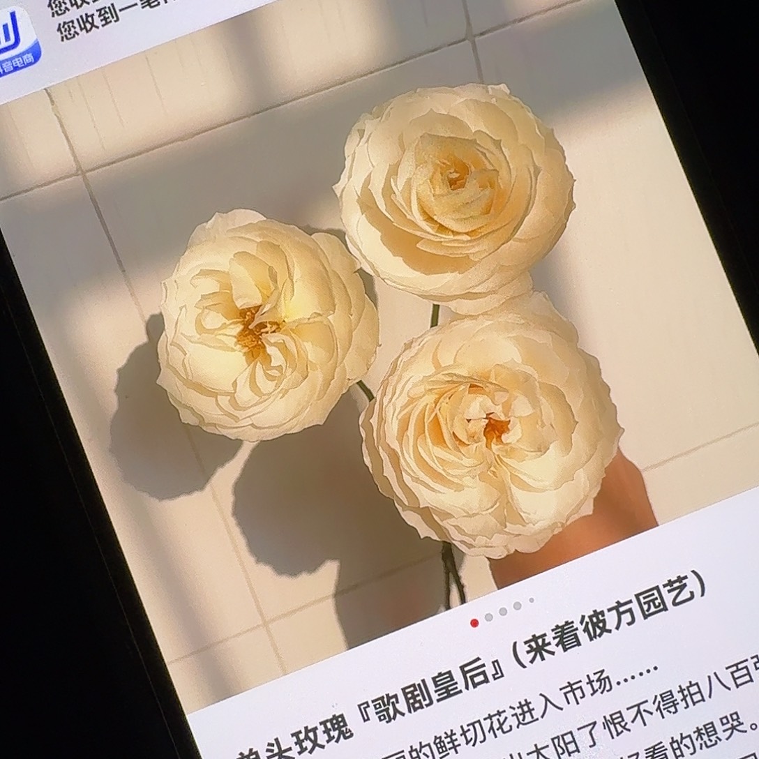 完全开放歌剧皇后15支！任选三件顺丰空运包邮