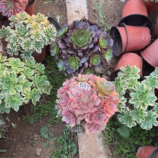 无花朵黑魔套餐581号不包断枝