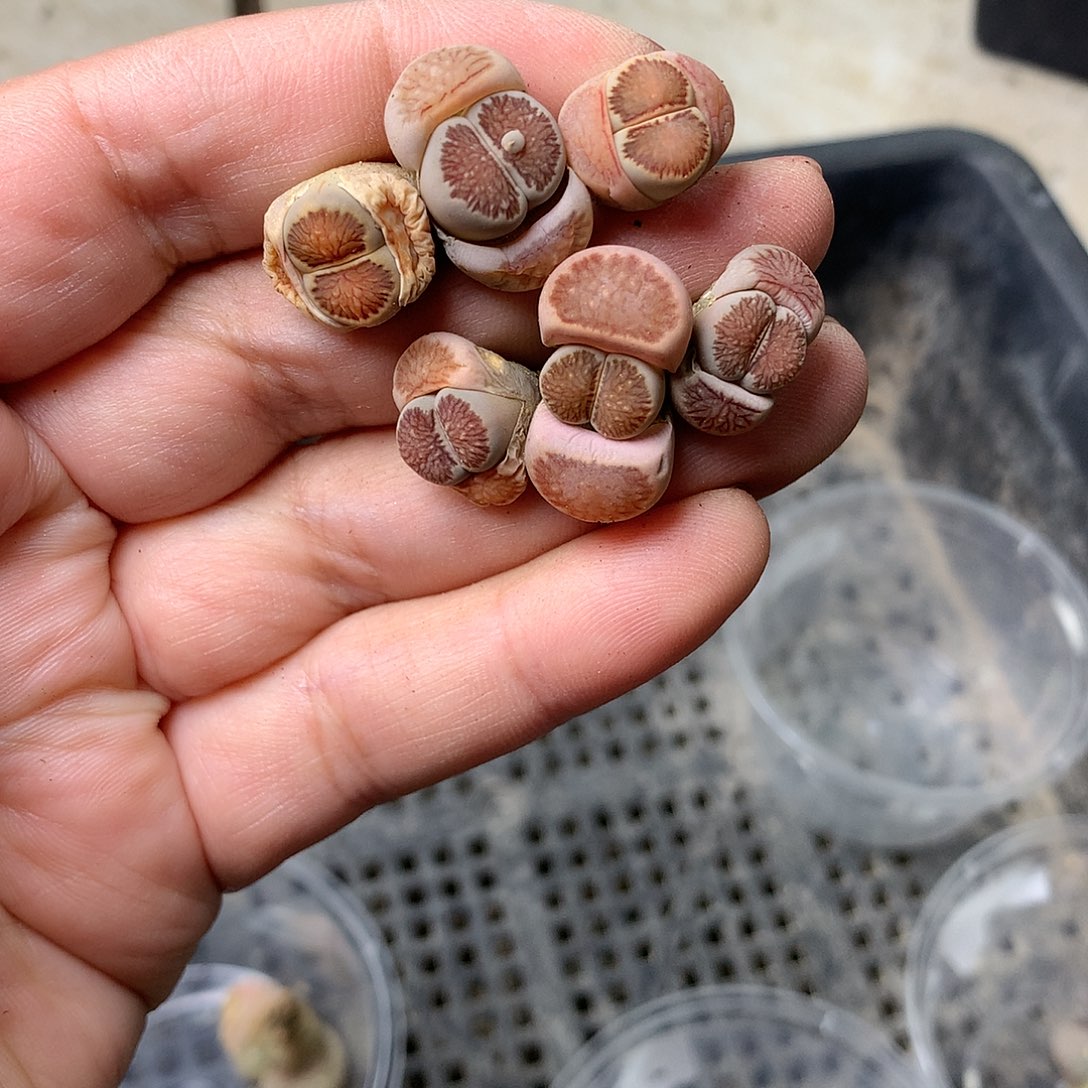 A226多肉植物保护研究所