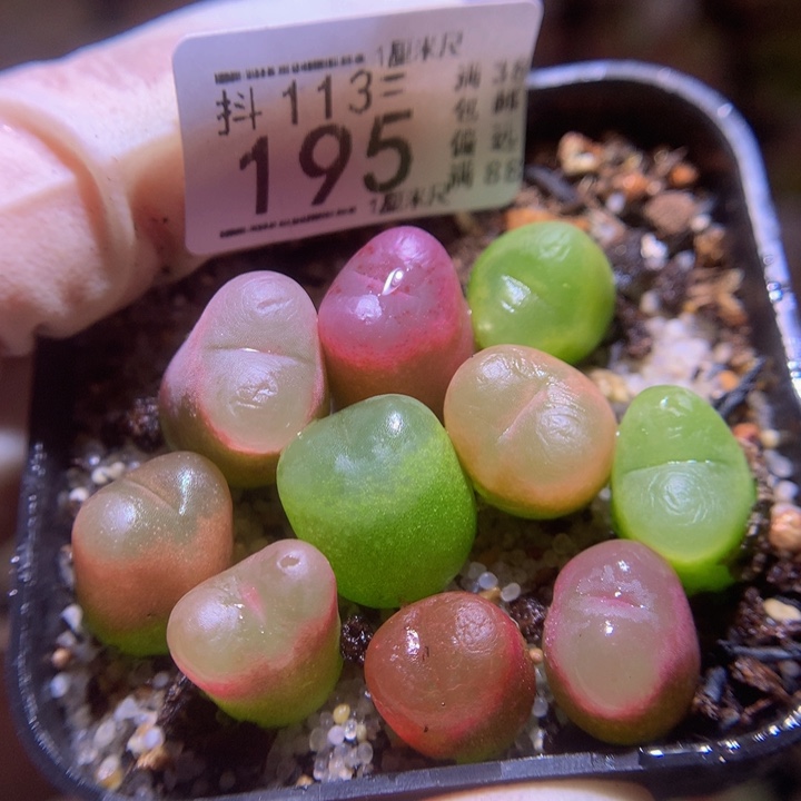 精品生石花113.195