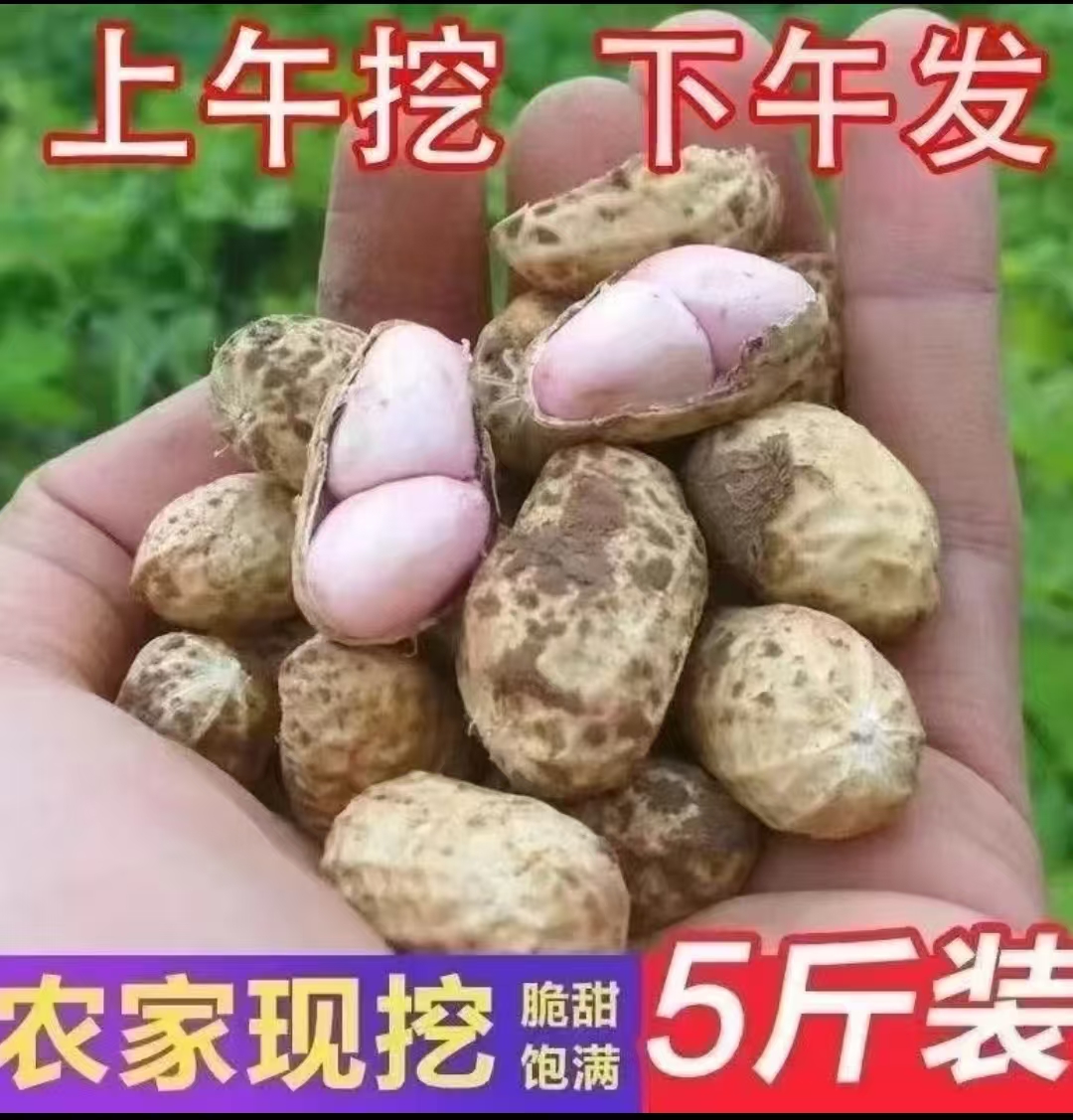 【现挖花生】新鲜现挖带壳湿花生可生吃水煮农家自种当季花生