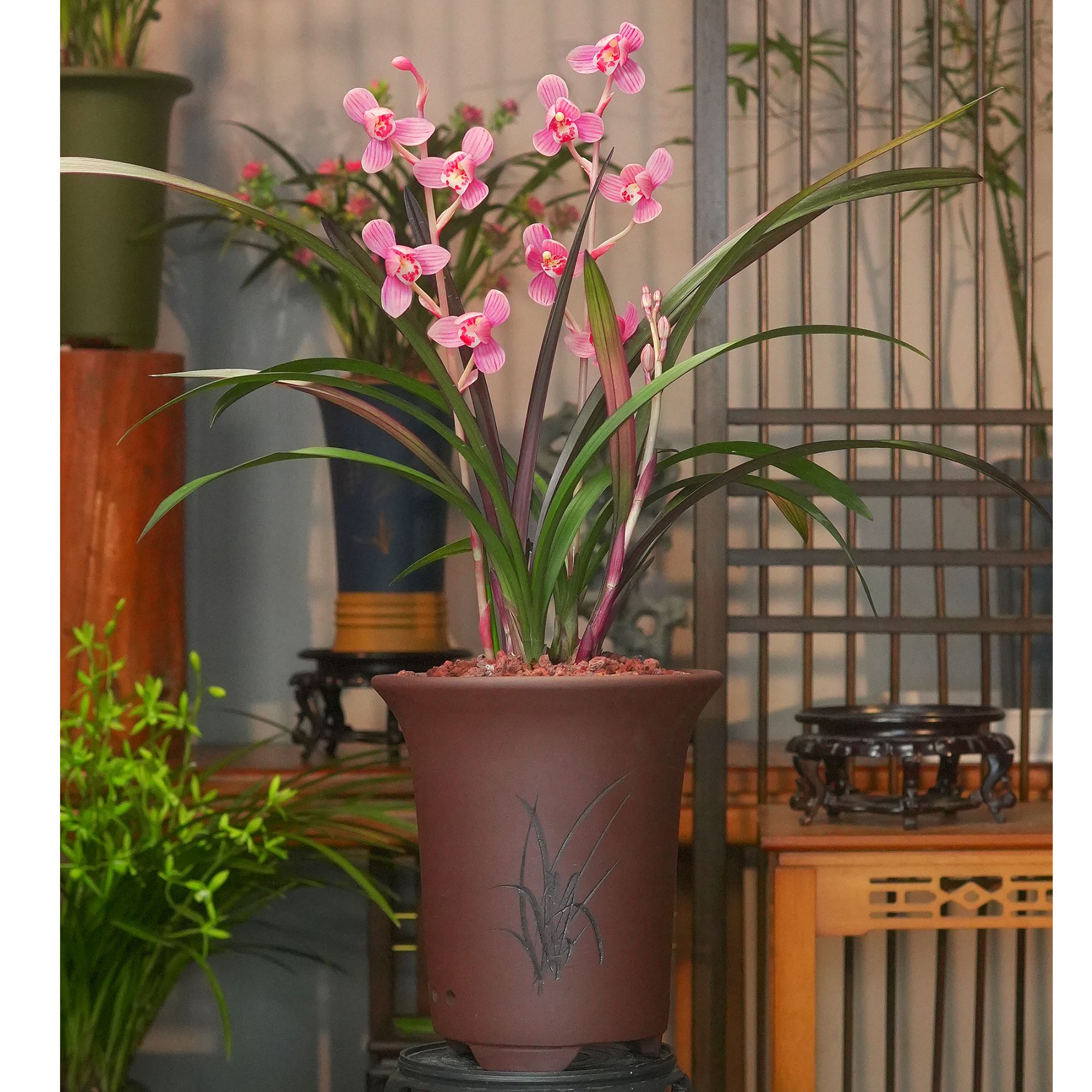 高端精品网红兰花艺草 兰花红草红菏 吉祥紫砂盆 浓香好养盆栽