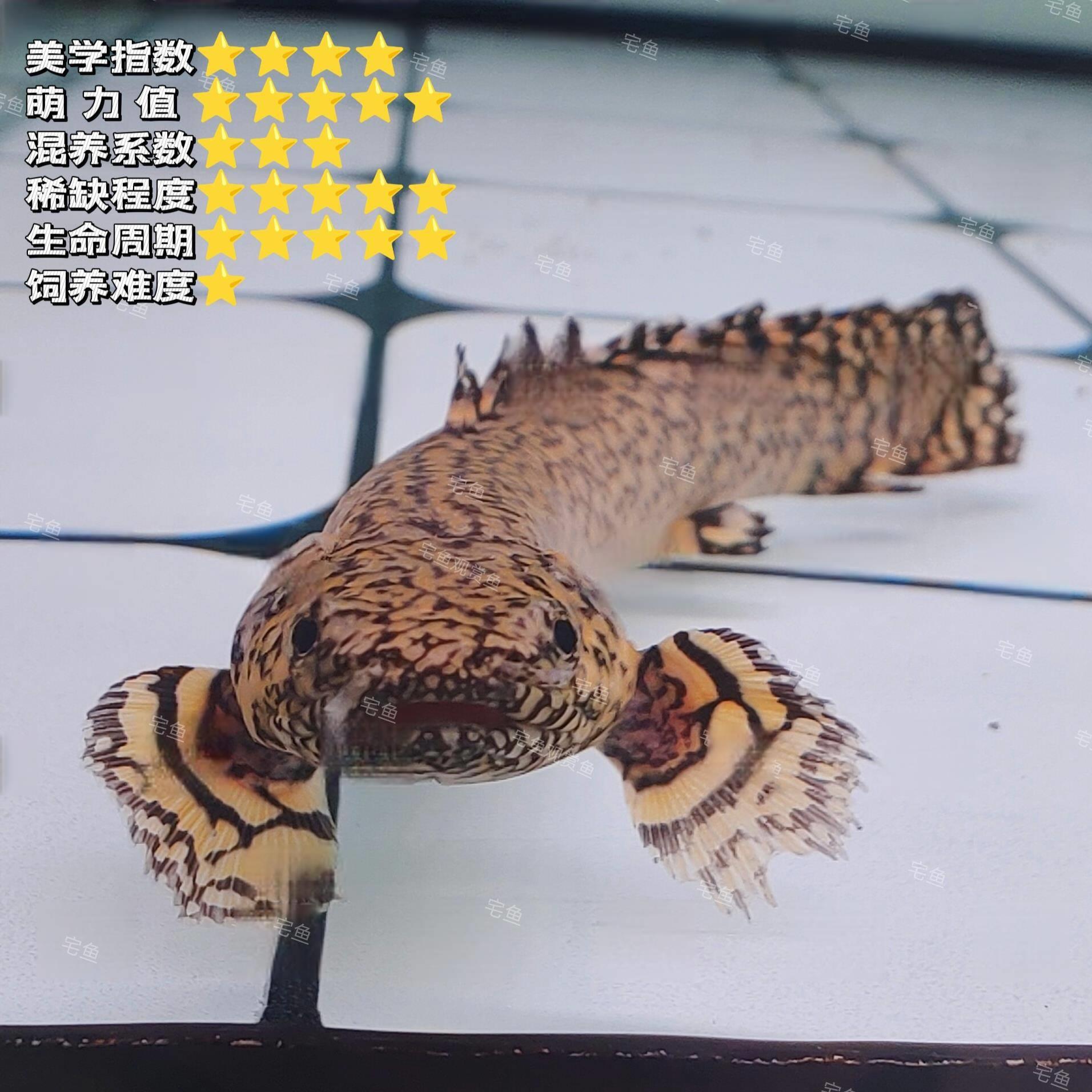 淡水热带鱼大观赏鱼大花恐龙鱼型雷龙鱼底层鱼好养耐活龙鱼配鱼