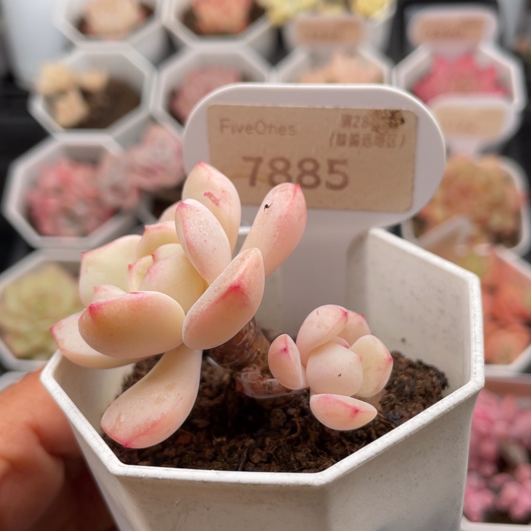 香草7885-5.5厘米