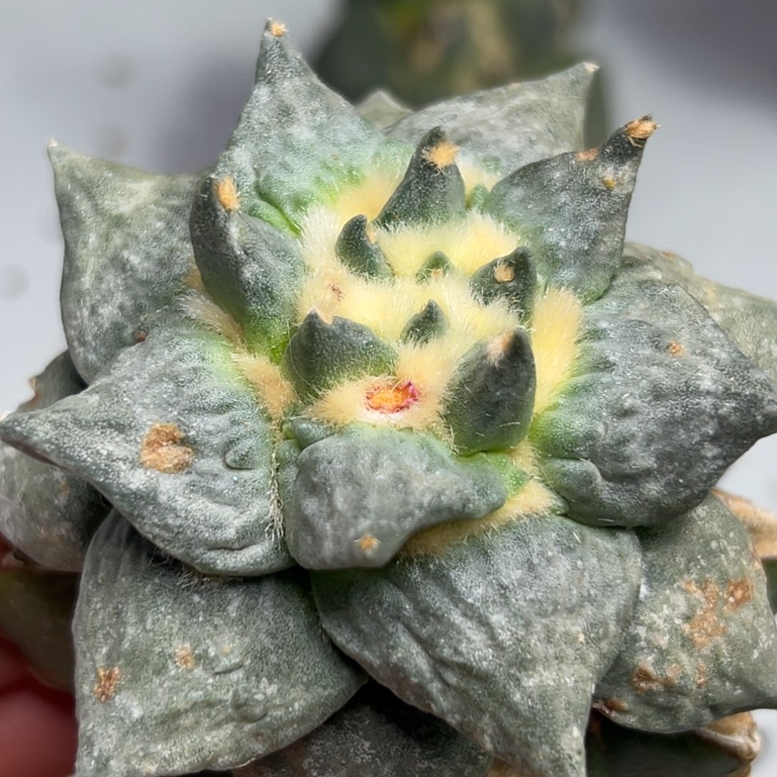 202 仙人球的比赛将