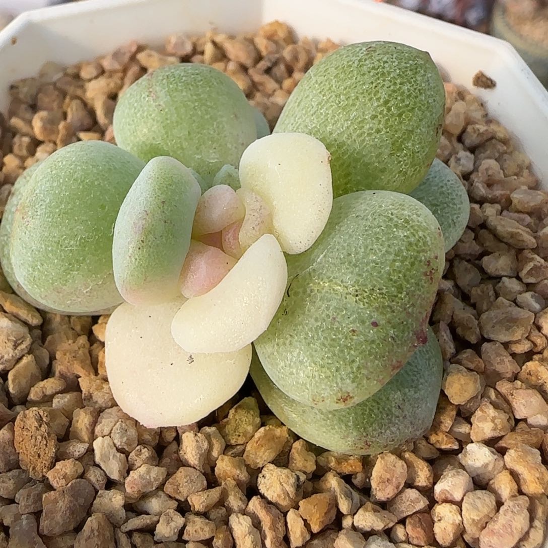 冰玉石化白锦脱土
