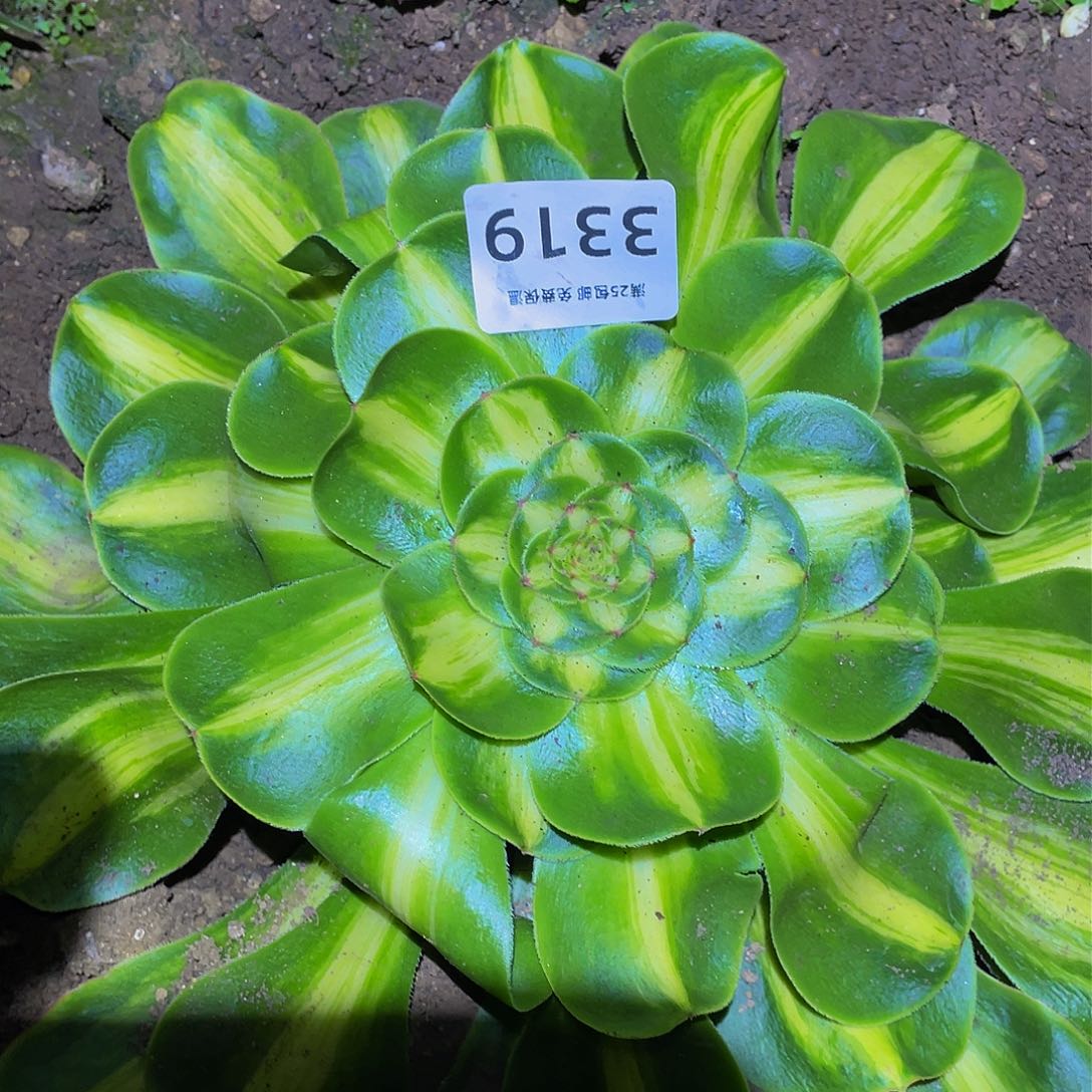 3319暴君多肉植物