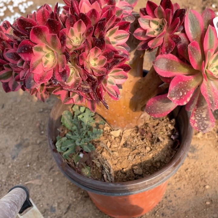 8**、830多肉植物女巫缀有伤