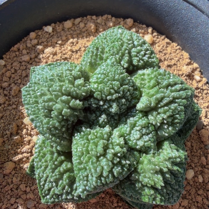 黑牡丹超级哥斯拉圆叶的