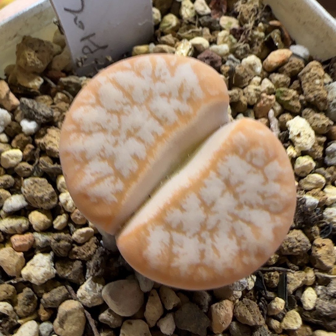 9.4。。 拿铁。。。2025