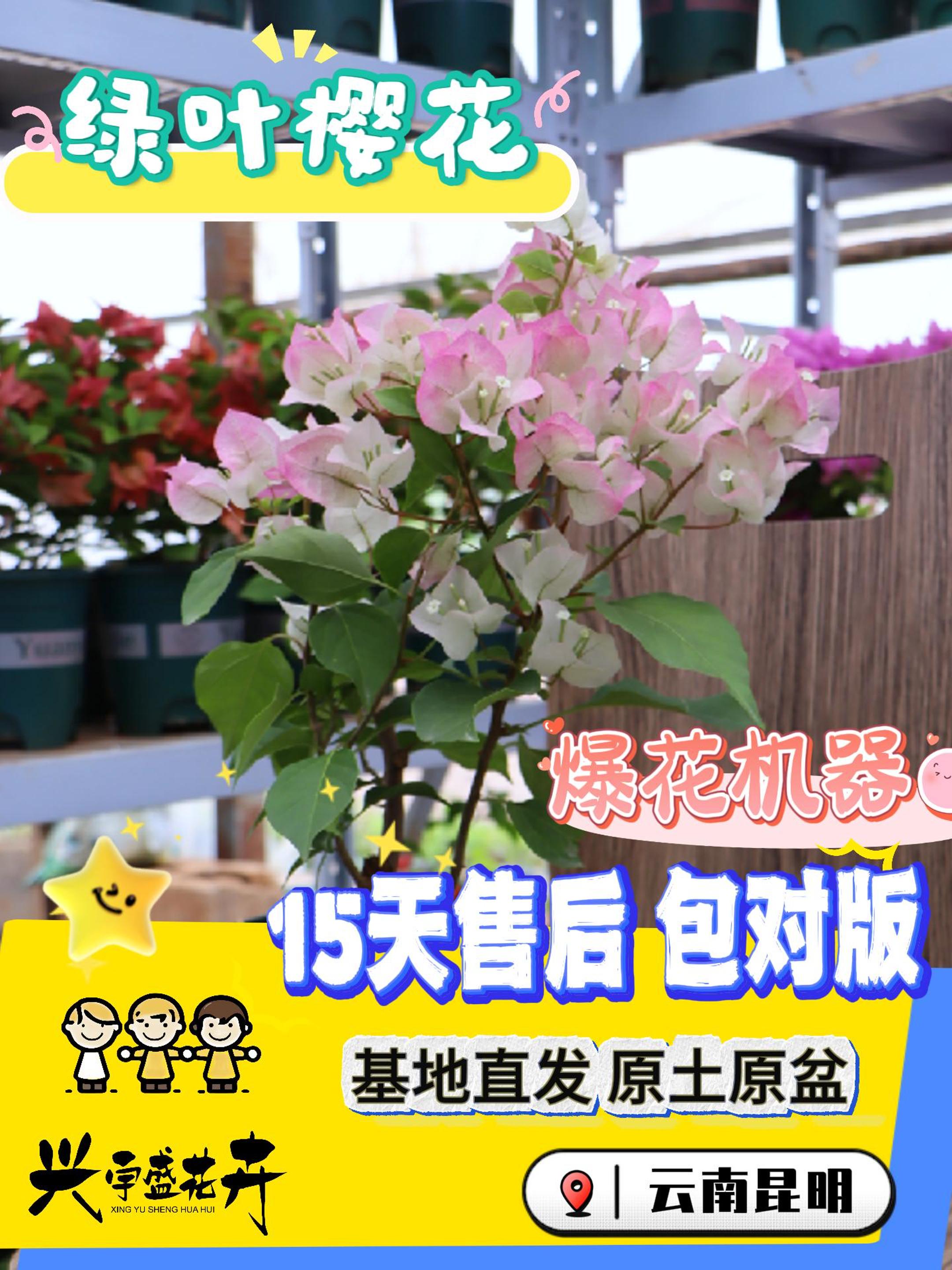 【绿樱1加仑】渐变粉白勤花耐活带盆土观赏三角梅