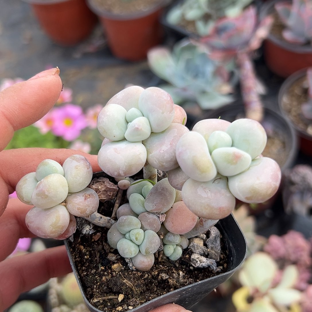 多肉植物多肉植物