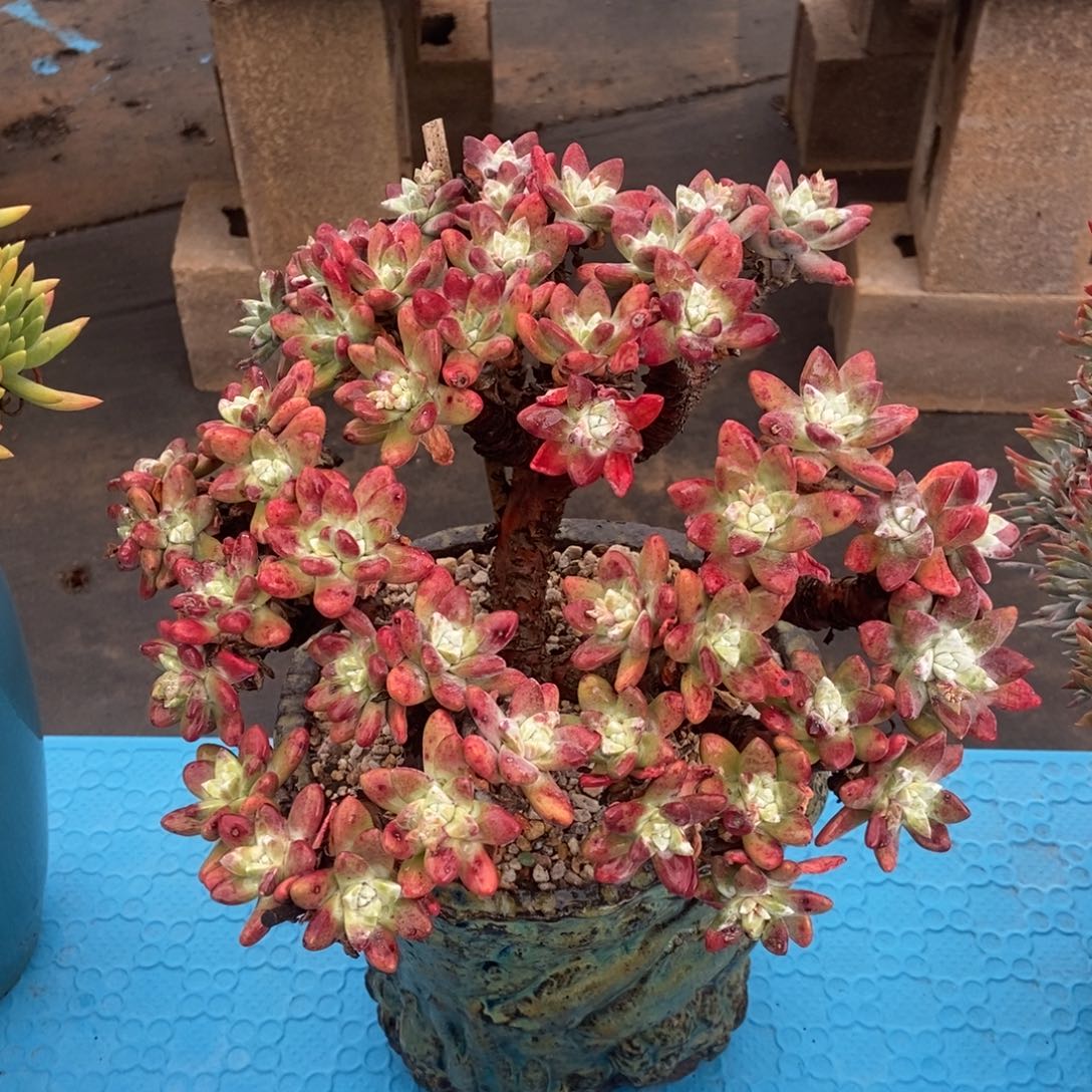 格瑞内杂拇指多肉植物