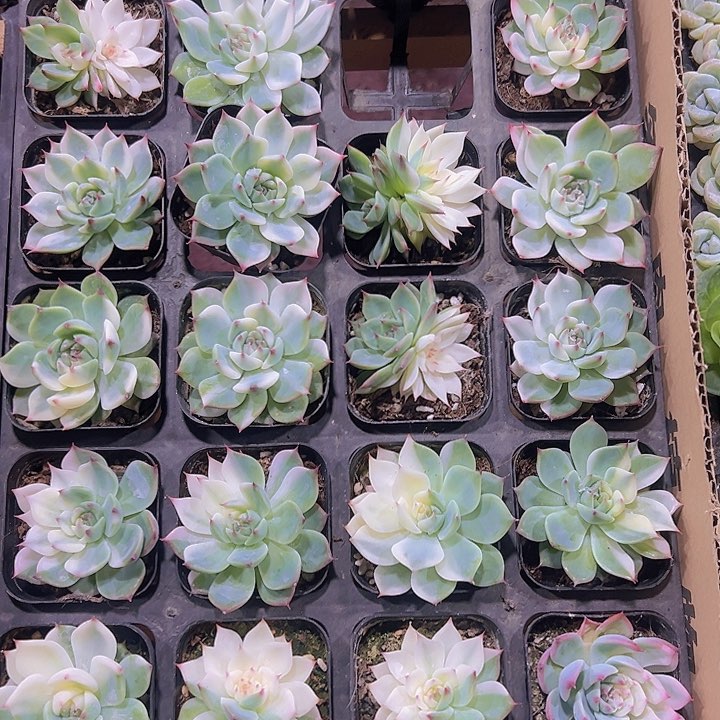 吉娃娃锦精品多肉植物