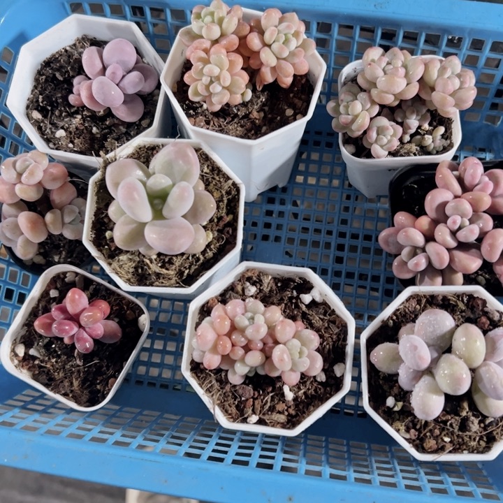 海****店专拍多肉植物大战