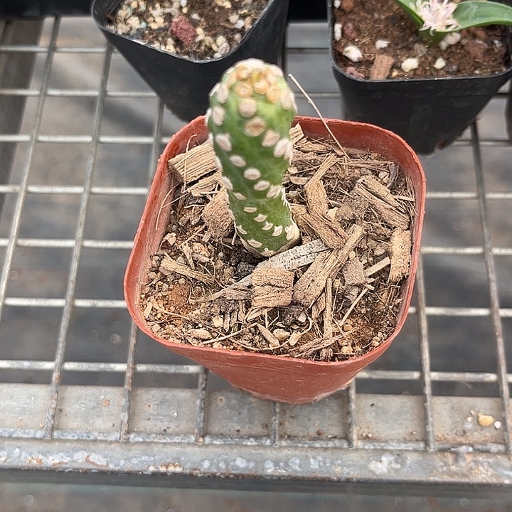 久***』我也不知道我为什么要