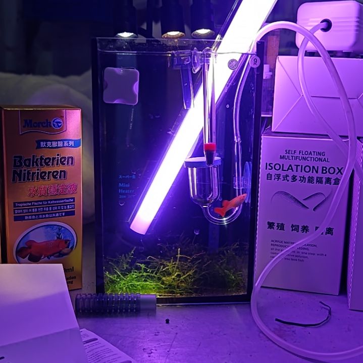 紫印母鱼增色60用的灯